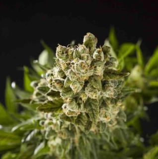 Philosopher Seeds GOLO line Sugar Pop