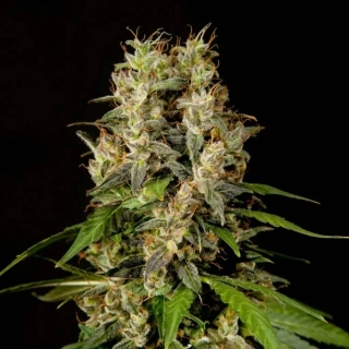 Philosopher Seeds GOLO line Sweet Love