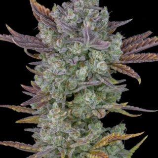 Philosopher Seeds GOLO line Spicy CBD