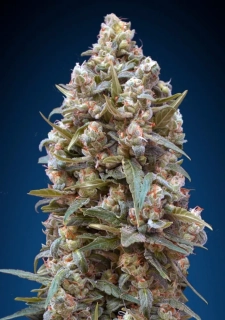00 Seeds Kush fem.