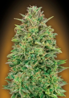 00 Seeds Skunk fem.