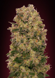 00 Seeds Caramel Kush fem.