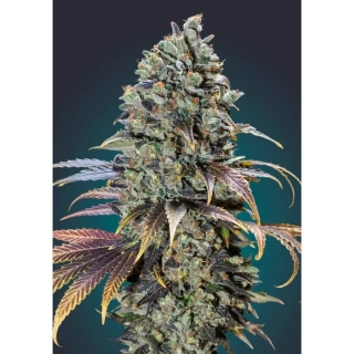 00 Seeds Chocolate Cream fem.
