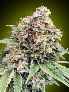 00 Seeds Sweet Critical fem.
