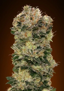 00 Seeds Sweet Soma fem.