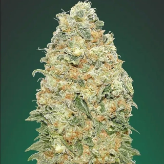 00 Seeds White Widow fem.