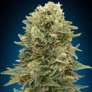 00 Seeds Auto Afghan Mass