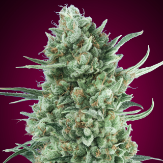00 Seeds Auto Bubble Gum