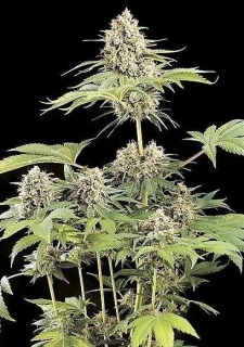 Green House Seeds Moby Dick