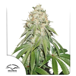 Dutch Passion Banana Blaze
