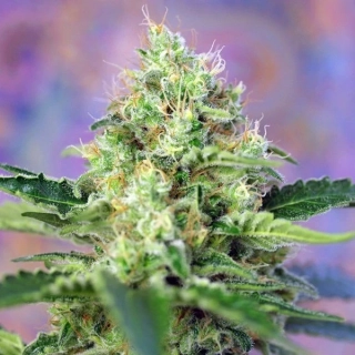 Sweet Seeds Crystal Candy XL Auto