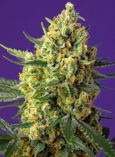 Sweet Seeds Gorilla Girl Fast Version