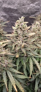 Natural Seeds King Kong