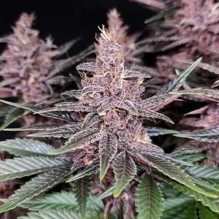 Natural Seeds Purple Kush