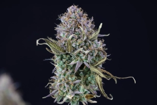 Natural Seeds O.G. kush Auto