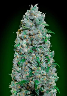 Natural Seeds XXL Auto