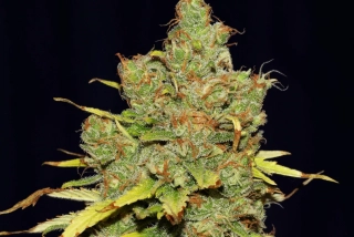 Natural Seeds Blueberry 99 Fast Version