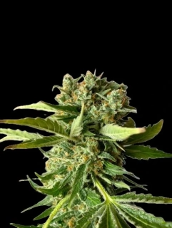 Natural Seeds Platinum OG Fast Version