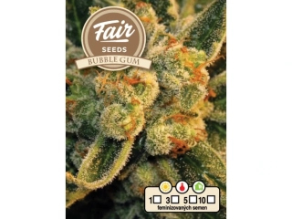Fair Seeds Bubblegum feminized