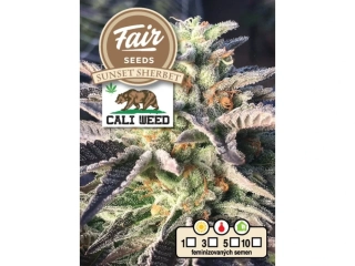 Fair Seeds Cali Weed Sunset Sherbet feminized