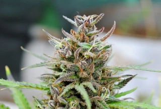 Kannabia Baby Boom Auto