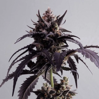 Kannabia Ginger Punch Auto
