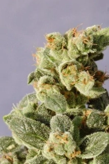 Kannabia Gnomo Auto