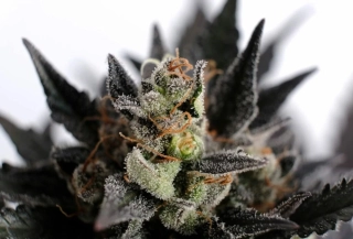 Kannabia Lemon Haze Auto