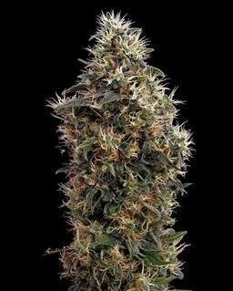 Green House Seeds Sweet Mango Auto