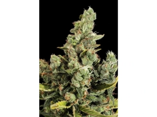 Growshop Seeds Cheese