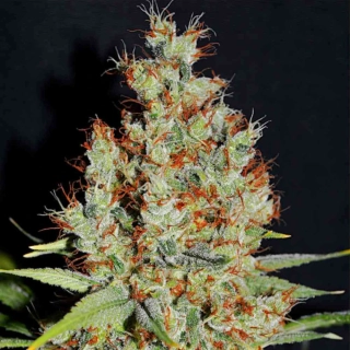 Natural Seeds Critical + F1 Fast Version