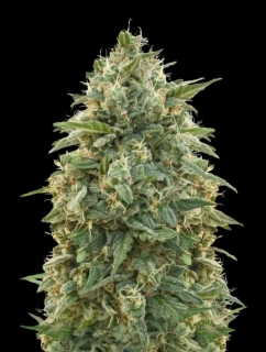 Natural Seeds Hy-Pro Amnesia F1 Fast Version