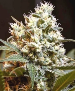 Natural Seeds Tropidelicious F1 Fast Version