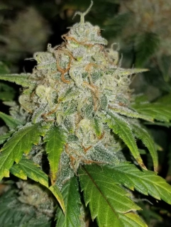 Natural Seeds Zkittlezzilla F1 Fast Version