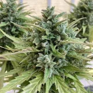 Natural Seeds Lemon Haze Auto