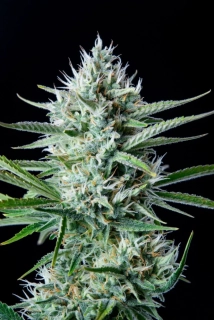 Natural Seeds White Widow Auto