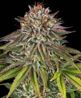 Natural Seeds Critical Kush