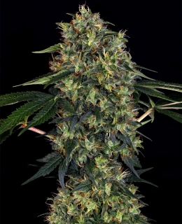Growshop seeds Indoor mix