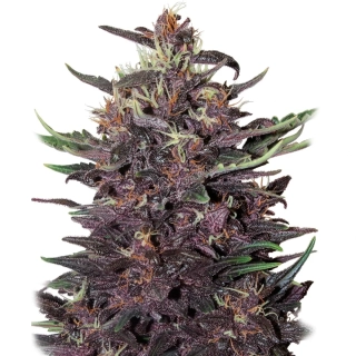 Buddha Seeds Purple Kush