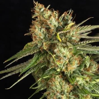 Eva seeds Lemon King