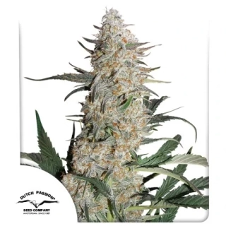 Dutch Passion Critical Orange Punch