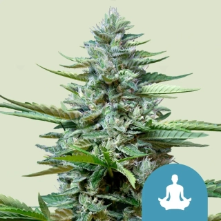 Royal Queen Seeds Stress Killer Auto