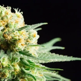 Green House Seeds Sweet Valley Kush