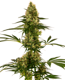 Sensi Seeds Blue Bullet Auto 3ks