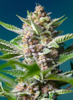 Sweet Seeds Purple Punch OG