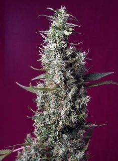 Sweet Seeds Sweet Cherry Pie