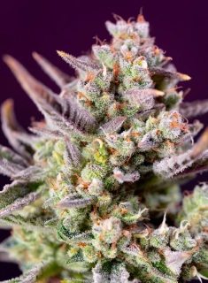 Sweet Seeds Sweet Zkittlez/Zenzation