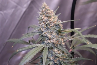 Sweet Seeds Red Gorilla Girl XL Auto
