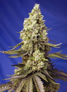 Sweet Seeds Runtz XL Auto