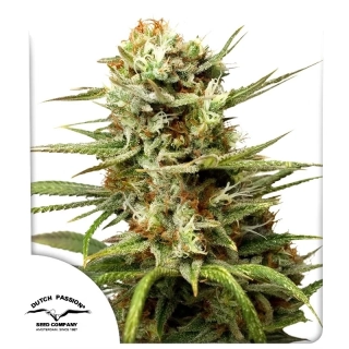 Dutch Passion Auto White Widow